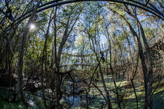 Overgrown roller coaster and decaying rides at abandoned New Orleans amusement park