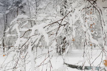 Snow-covered branches in winter park. Nature concept. Copy space. Selective focus. Winter snowy white background