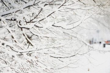 Snow-covered branches in winter park. Nature concept. Copy space. Selective focus. Winter snowy white background