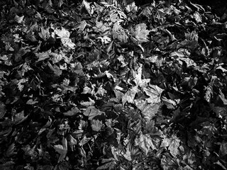 Nightfall Leaves. Autumn season. Monochrome Hues.