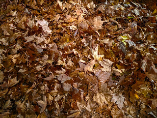 Nightfall Leaves. Autumn season.