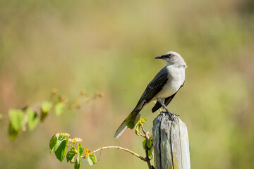 Tropical bird perched on wooden post in natural park