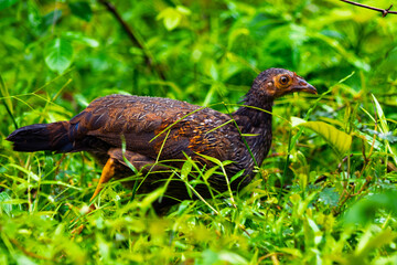 The red junglefowl, also known as the Indian red junglefowl, is a species of tropical, galliform bird in the phasianid family, found across much of Southeast and parts of South Asia