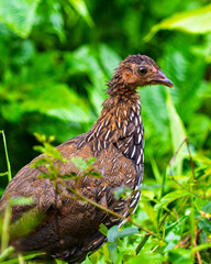 The red junglefowl, also known as the Indian red junglefowl, is a species of tropical, galliform bird in the phasianid family, found across much of Southeast and parts of South Asia