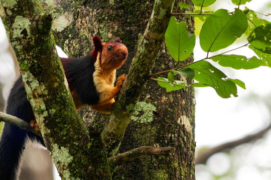 Indian giant squirrel or Malabar giant squirrel (Ratufa indica) large multi-coloured tree squirrel species endemic to forests and woodlands in India. It is a diurnal, arboreal, herbivorous