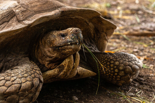 Close-up of tortoise in natural environment
