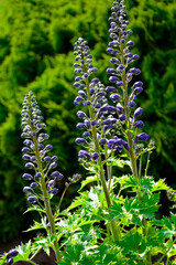 Violet flower of Delphinium variety Dark Blue White Bee, delphinium blue white, Ostróżka Wyniosła Dark Blue White Bee, Delphinium elatum, pąki kwiatowe ostrózki pokryte rosą, delphinium flower buds  © kateej