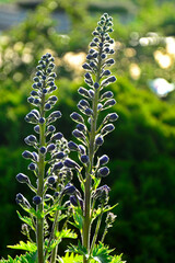 Violet flower of Delphinium variety Dark Blue White Bee, delphinium blue white, Ostróżka Wyniosła Dark Blue White Bee, Delphinium elatum, pąki kwiatowe ostrózki pokryte rosą, delphinium flower buds  © kateej