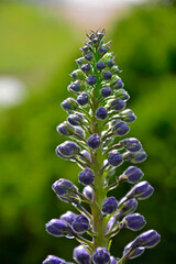 Violet flower of Delphinium variety Dark Blue White Bee, delphinium blue white, Ostróżka Wyniosła Dark Blue White Bee, Delphinium elatum, pąki kwiatowe ostrózki pokryte rosą, delphinium flower buds  © kateej