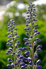 Violet flower of Delphinium variety Dark Blue White Bee, delphinium blue white, Ostróżka Wyniosła Dark Blue White Bee, Delphinium elatum, pąki kwiatowe ostrózki pokryte rosą, delphinium flower buds  © kateej
