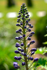 Violet flower of Delphinium variety Dark Blue White Bee, delphinium blue white, Ostróżka Wyniosła Dark Blue White Bee, Delphinium elatum, pąki kwiatowe ostrózki pokryte rosą, delphinium flower buds  © kateej
