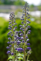 Violet flower of Delphinium variety Dark Blue White Bee, delphinium blue white, Ostróżka Wyniosła Dark Blue White Bee, Delphinium elatum, pąki kwiatowe ostrózki pokryte rosą, delphinium flower buds  © kateej