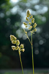 kwitnąca trawa w promieniach słońca, blooming grass in the rays of the setting sun   © kateej