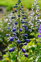 Violet flower of Delphinium variety Dark Blue White Bee, delphinium blue white, Ostróżka Wyniosła Dark Blue White Bee, Delphinium elatum, pąki kwiatowe ostrózki pokryte rosą, delphinium flower buds  © kateej