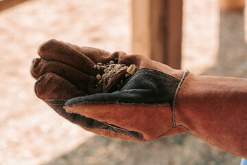 Gloved hand offering feed outdoors to ostrich