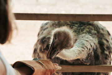 Ostrich feeding interaction in a natural setting