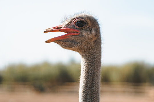 Close-up of a curious ostrich with open beak
