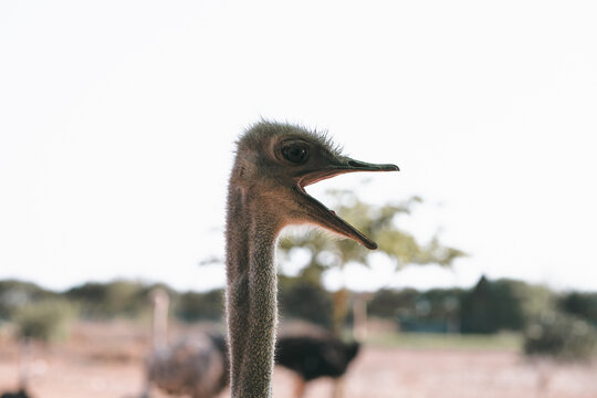 Close-up of an ostrich with open beak