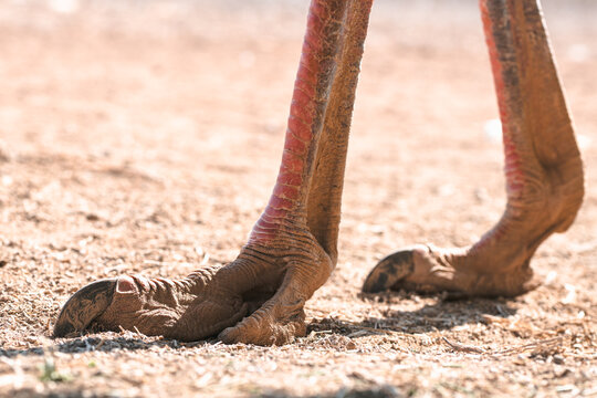 Ostrich legs and feet in arid terrain