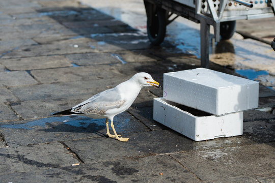 Seagull near fish market on stone pavement
