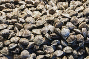 Fresh clams displayed on smooth surface in market