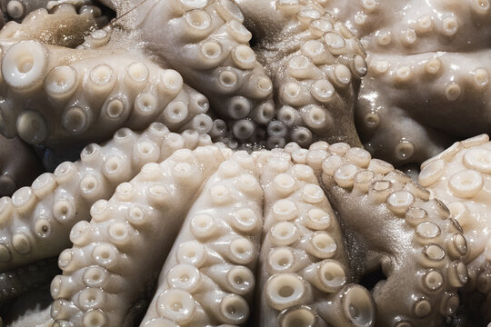 Close-up of fresh octopus tentacles at seafood market
