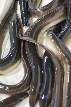 Fresh eel display on white ice background