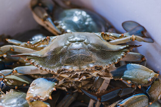 Fresh seafood crabs in market