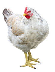  hen isolated on a white background.