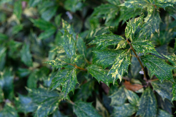 Holly leaves close up as background