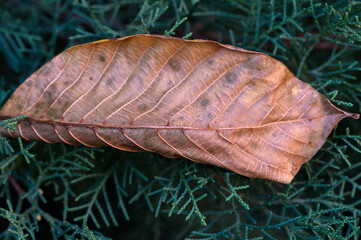 Dry autumn leaf on conifer tree branches