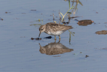 レンコン畑で餌を探すウズラシギ