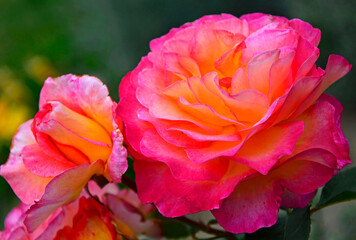 różowe róże w ogrodzie, rosa, rozmyte tło, pink roses in the garden, two roses on the blurred background  © kateej