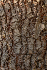 Tree Trunk with Bark in Warm Sunlight Close-Up