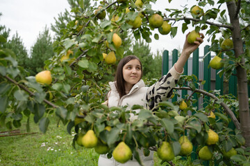 Teen girl harvesting pears in a sunny greenhouse