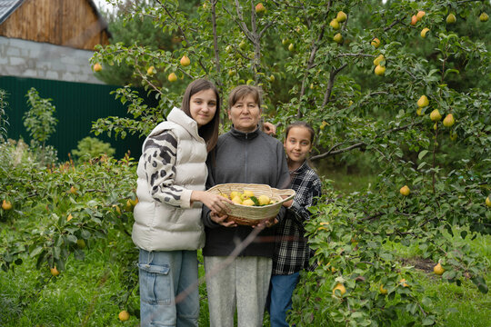 Family harvesting pears in a thriving vegetable garden