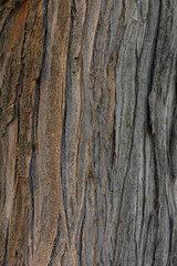 Tree trunk close up as background