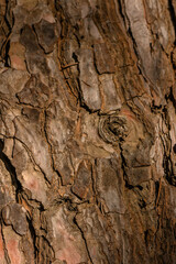 Relieved Tree Bark Texture in Soft Sunlight