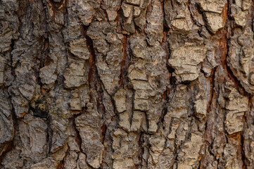 Macro Tree Trunk with Deep Bark Cracks as Natural Background