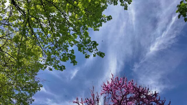 A vibrant view of tree foliage stretches towards a dynamic sky filled with textured clouds, offering a tranquil sense of openness and natural beauty.