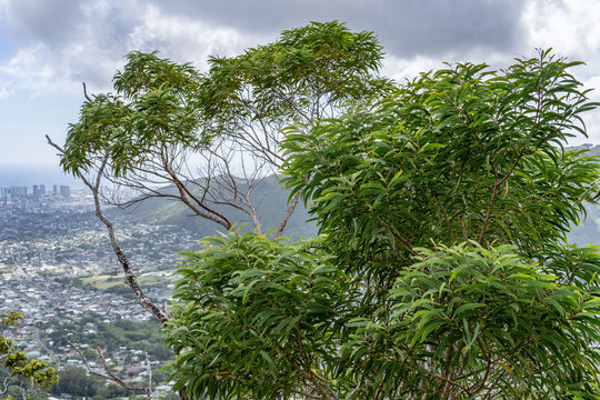 Acacia confusa, ayangile, small Philippine acacia, Formosa acacia (Taiwan acacia), Philippine Wattle, and Formosan koa.Waʻahila Ridge Trail, Honolulu, Oahu, Hawaii. 