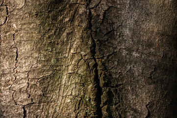 Tree Trunk Close-Up as Textured Natural Background for Design