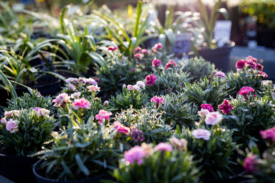 plantes p&eacute;pini&egrave;re