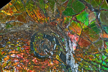 Close up image of a Korite Ammolite fossil cephalopod specimen