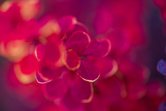 Abstract close-up of vibrant red petals