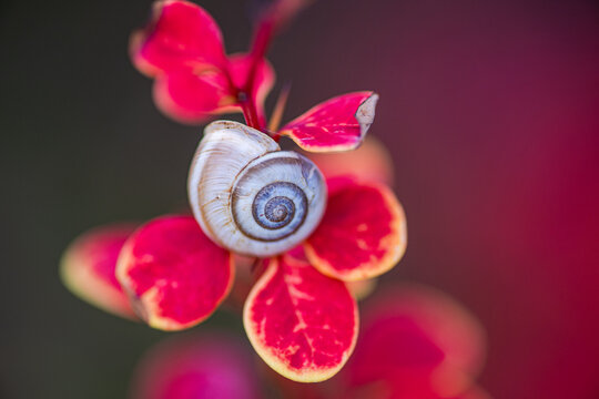 Snail shell resting on vibrant red and yellow leaves