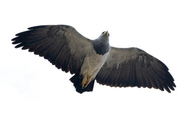 Geranoaetus melanoleucus