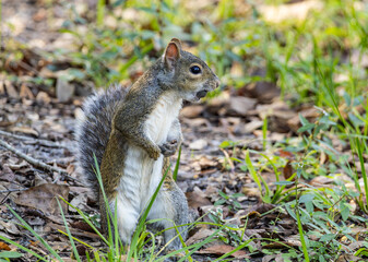 Gray squirrel in a park eating a nut