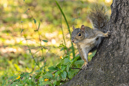 Curious gray squirrel peeks out from behind a tree in a wilderness park near Tampa, Florida