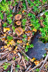 Fresh chanterelle mushrooms in forest environment among grass moss and fallen branches